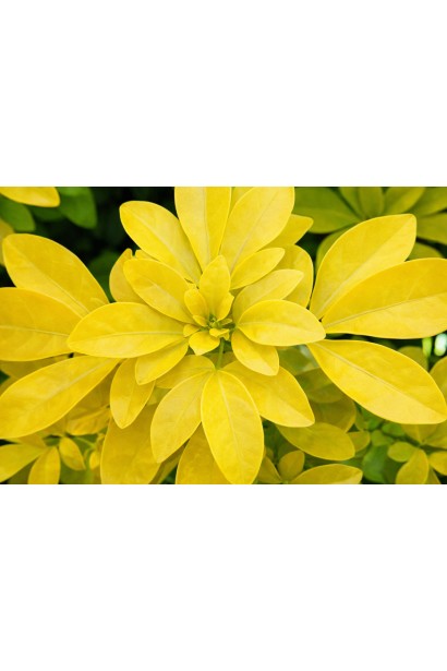 Шуазія трійчаста Ліч